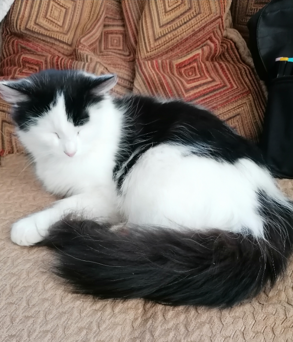 Missing Cat - Pontrilas