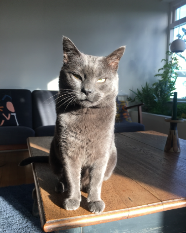 Missing Cat - Needham