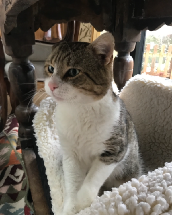 Missing Cat - North Walsham