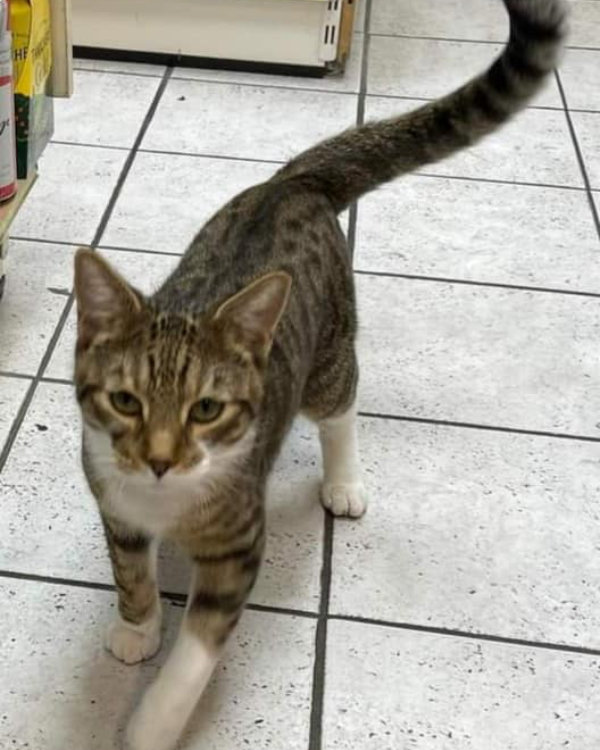 Missing Cat - Andover