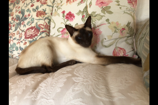 Missing Cat - Exeter