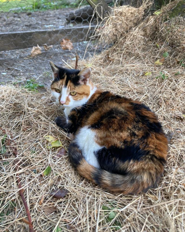 Missing Cat - South Brent