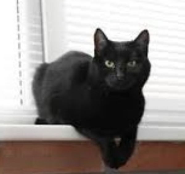 Missing Cat - Holywell