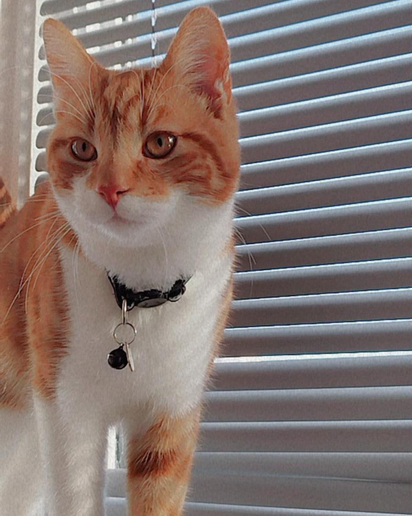 Missing Cat - Coventry