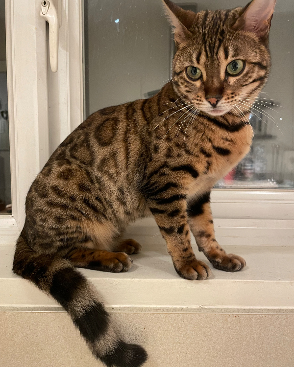 Missing Cat - St Albans