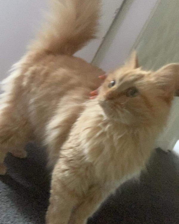 Missing Cat - Stevenston