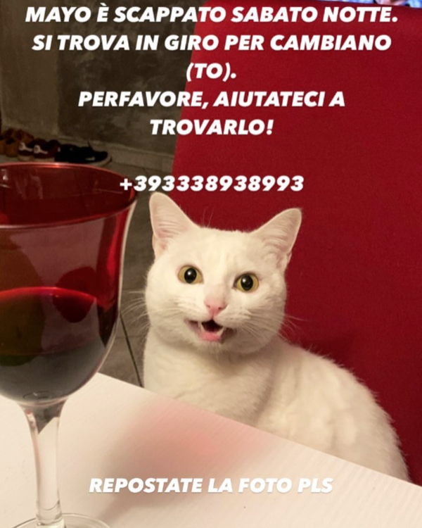 Found Cat - Cambianio