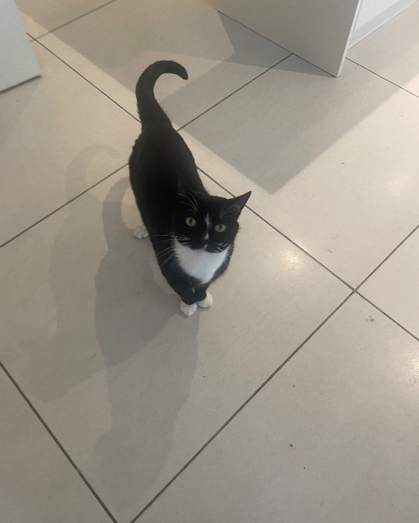 Found Cat - holme-on-spalding-moor