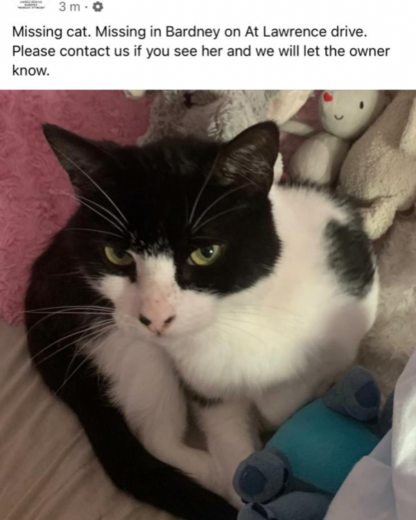 Missing Cat - Bardney