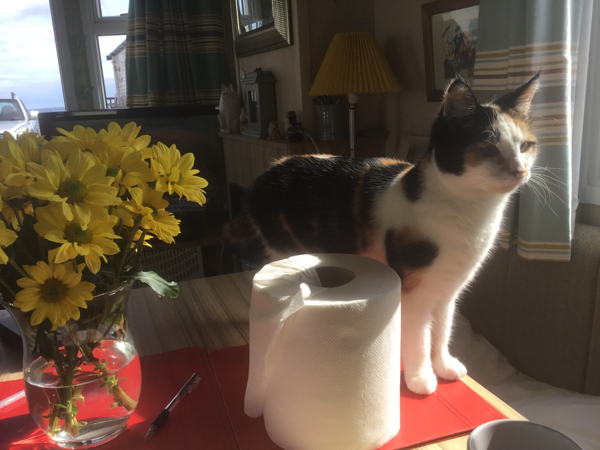 Missing Cat - Castlerock caravan site F32