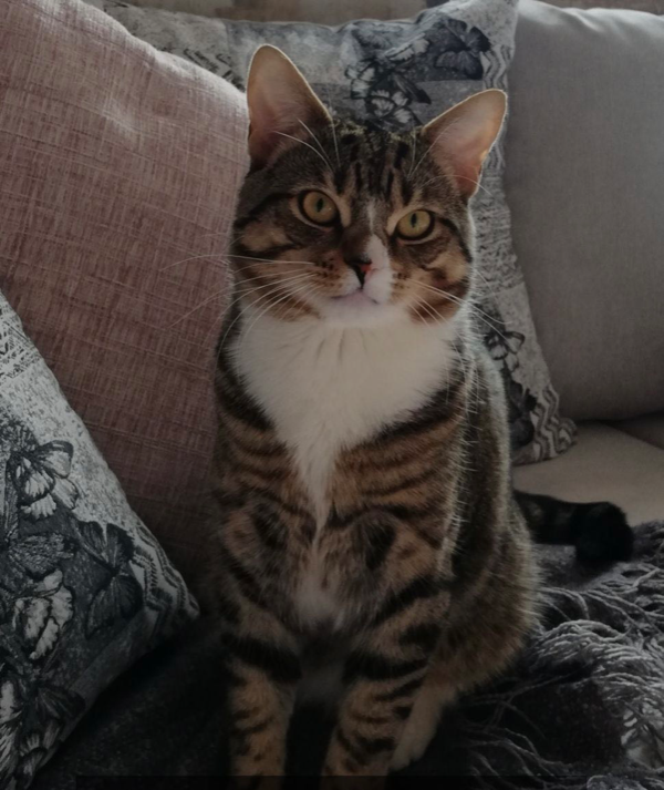 Missing Cat - Morpeth