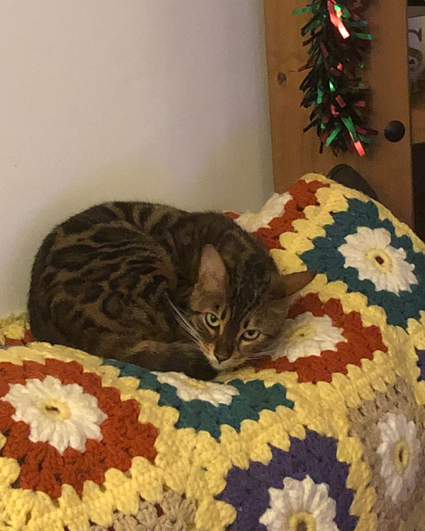 Missing Cat - Andover