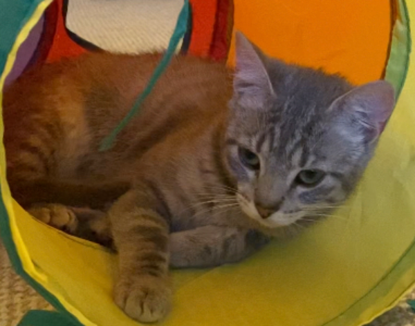 Missing Cat - Hereford