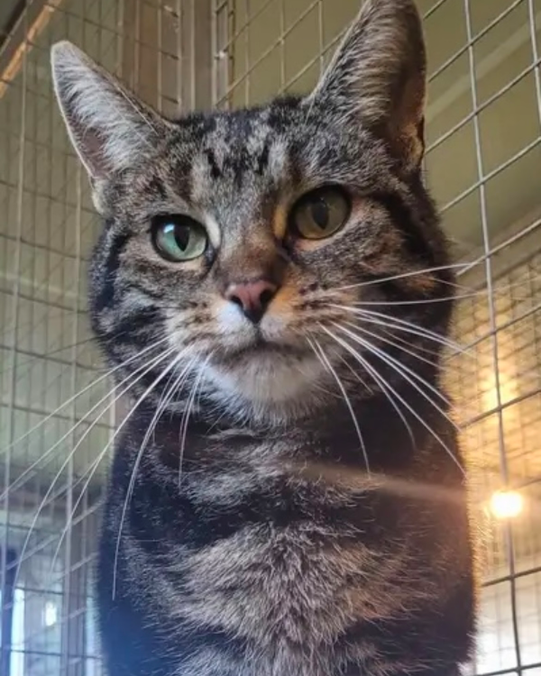 Found Cat - Longtown