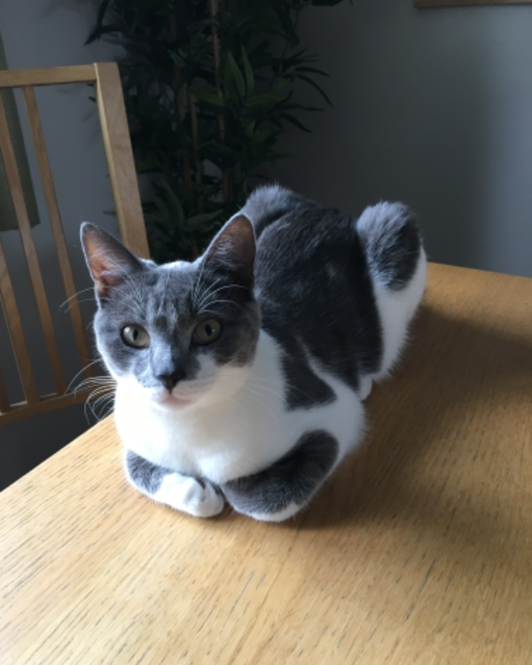 Missing Cat - Sturminster Newton