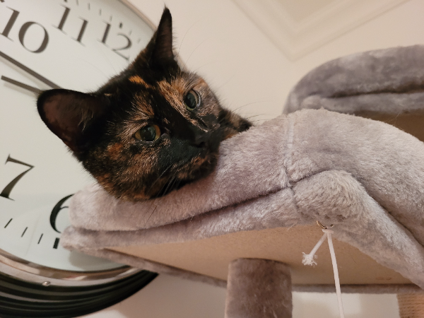 Missing Cat - Greenham