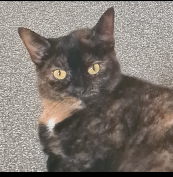 Missing Cat - Aberdare