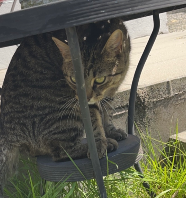 Missing Cat - Newtownards