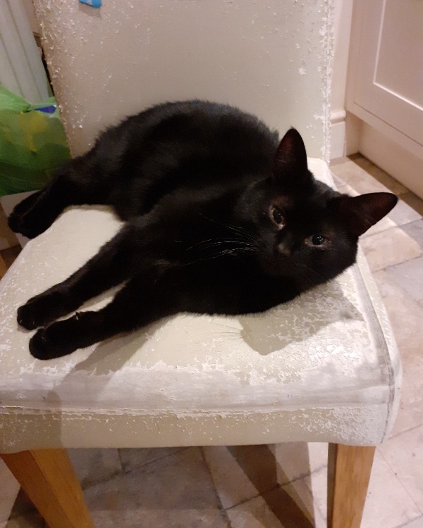 Missing Cat - Okehampton