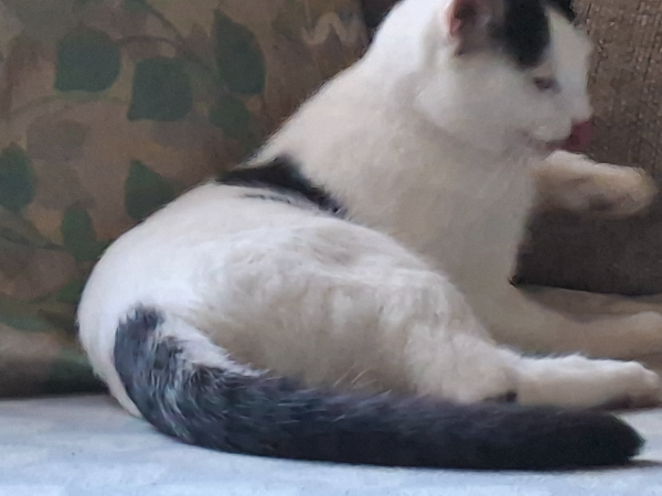 Found Cat - Galashiels