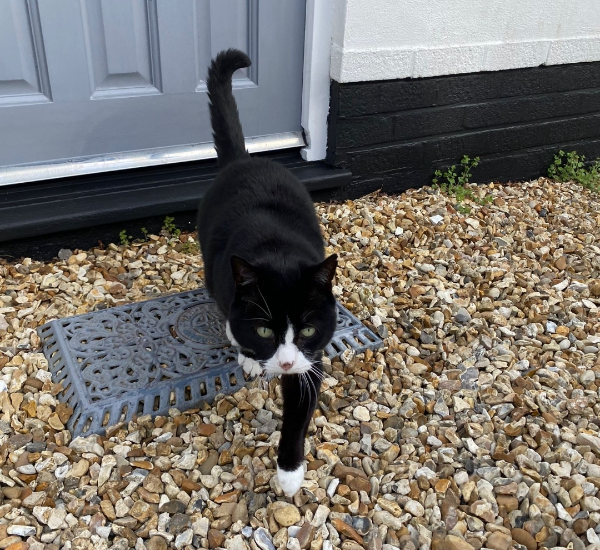 Missing Cat - Barton on Sea