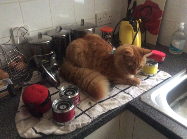 Found Cat - Sheringham