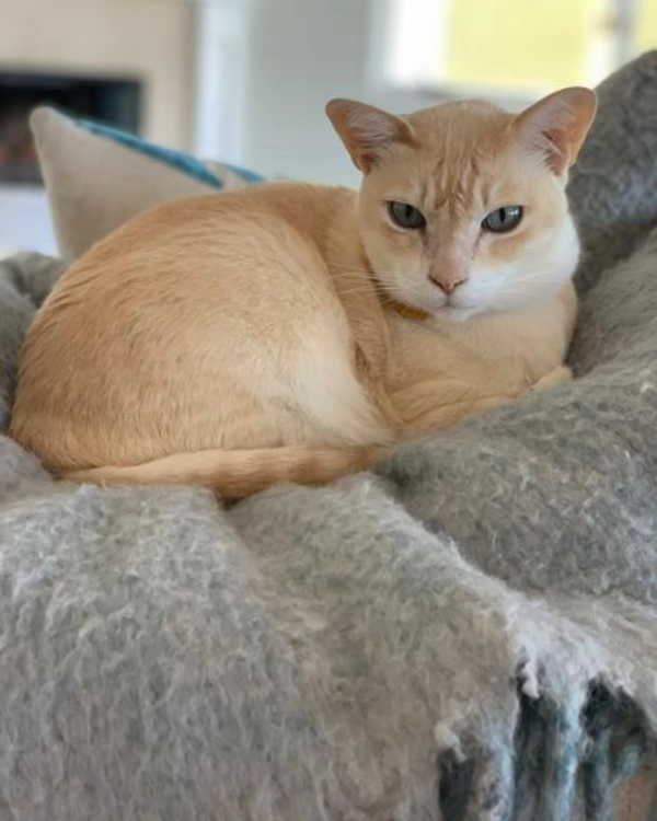 Missing Cat - Thurlestone