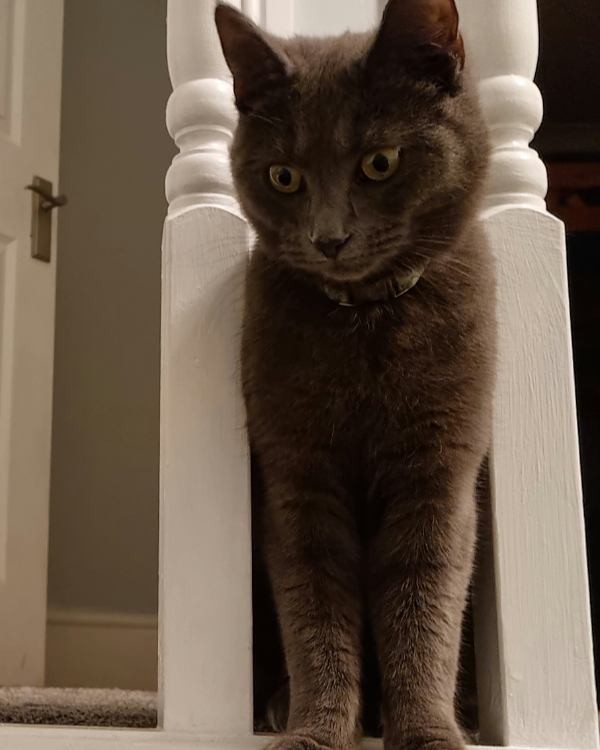 Found Cat - Milkwall