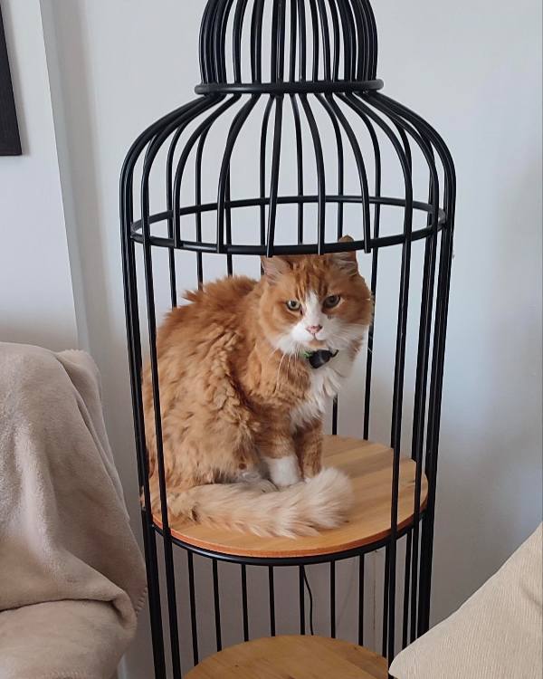 Missing Cat - Longhoughton