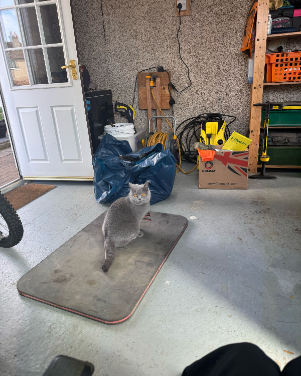 Missing Cat - Whitecross