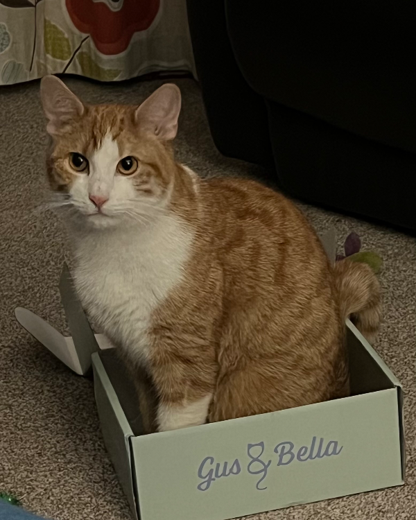 Found Cat - Redwoods Area, Dunmurry