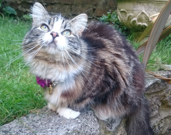 Found Cat - Dorchester