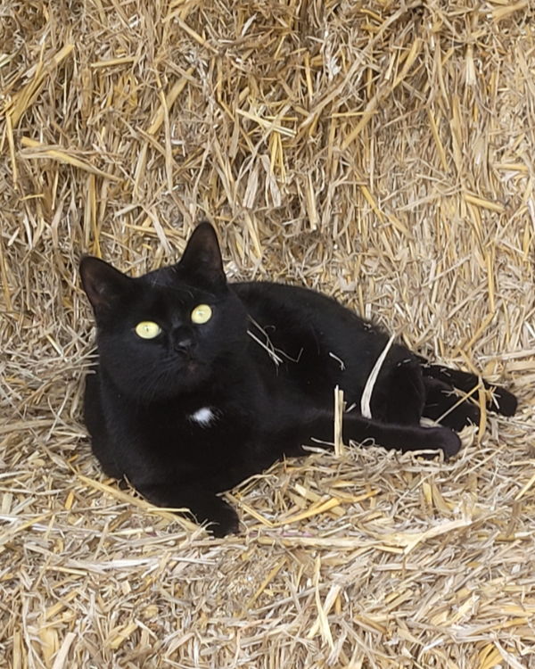 Found Cat - Gillingham