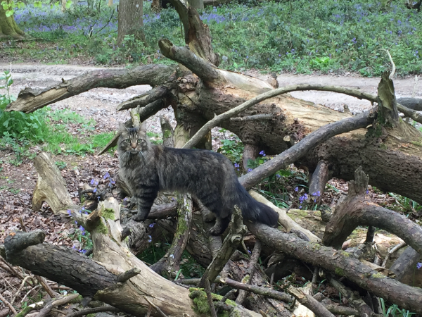 Missing Cat - Andover