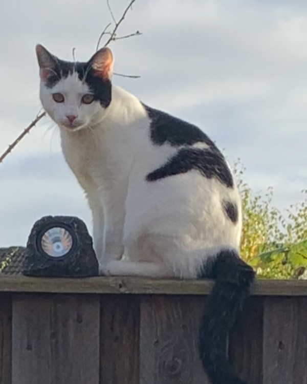 Missing Cat - Boston