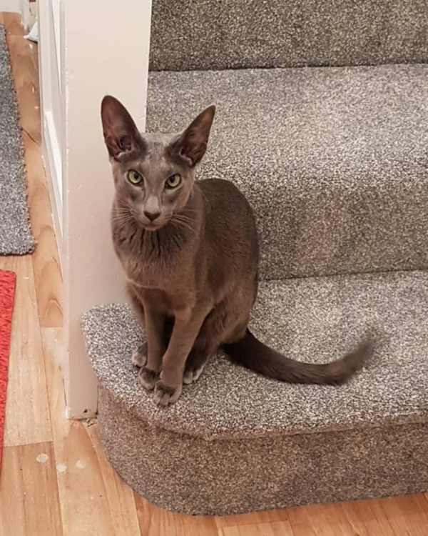 Missing Cat - Northallerton