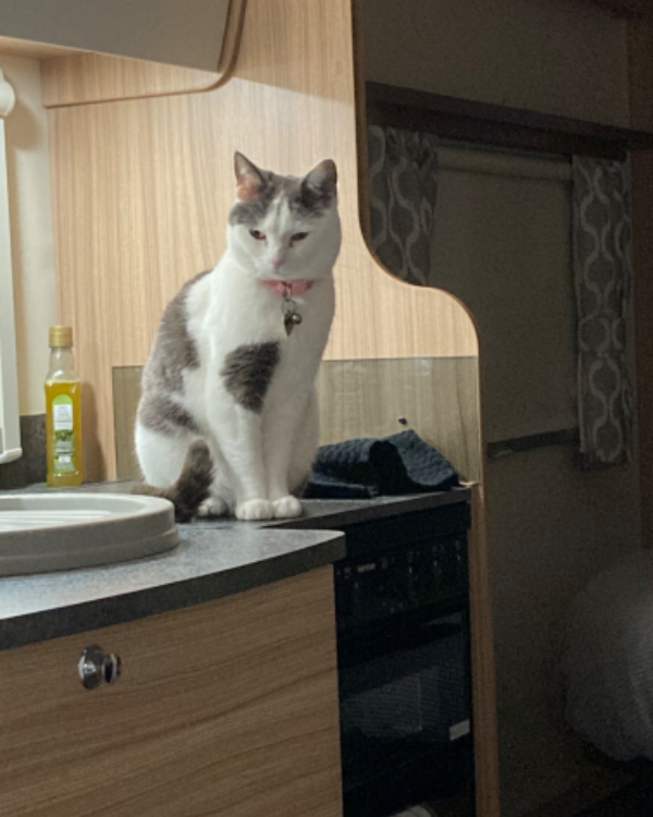 Found Cat - Craigtoun Meadows Holiday Park