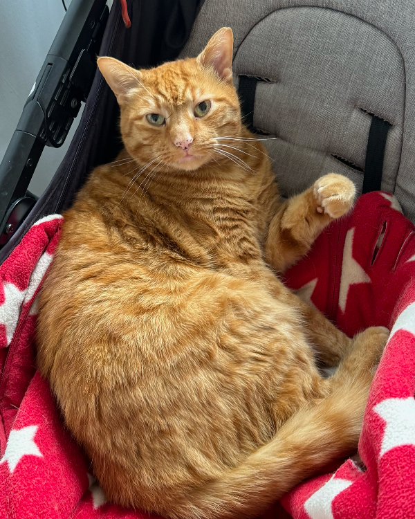 Found Cat - Hornblotton