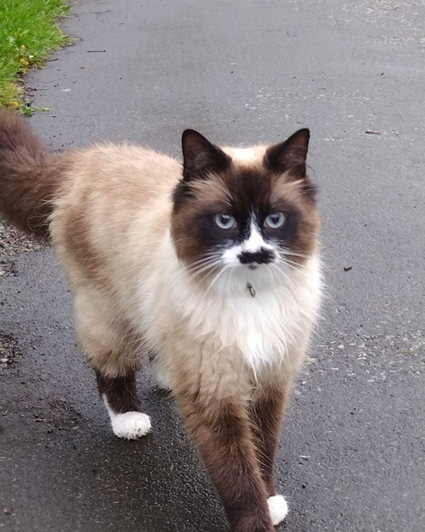 Found Cat - Westhill