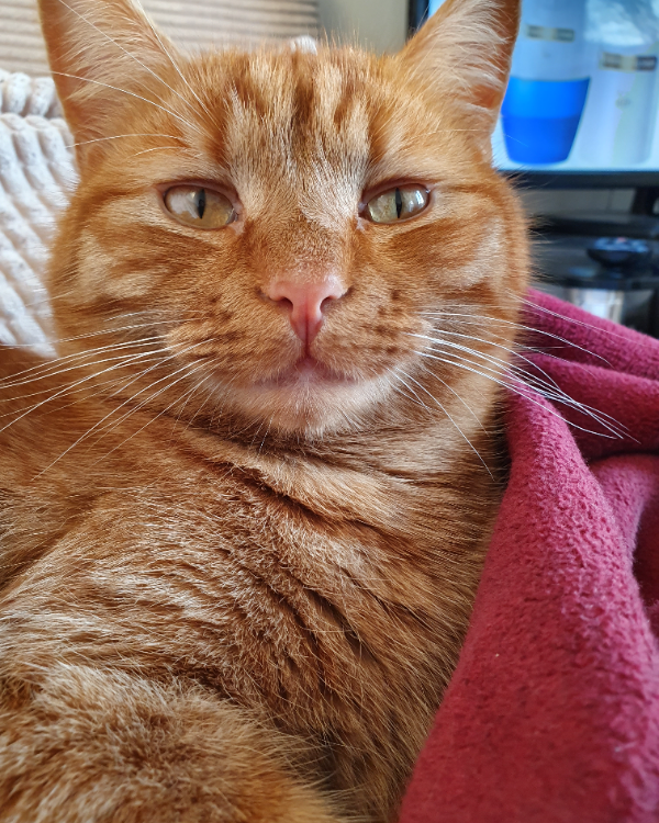 Missing Cat - Ufford