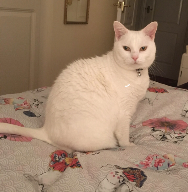 Missing Cat - Nawton