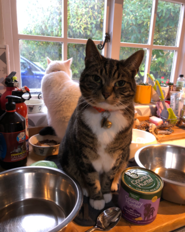 Missing Cat - Craven Arms