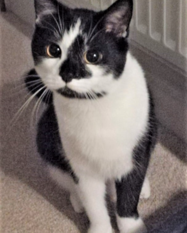 Found Cat - Marnhull