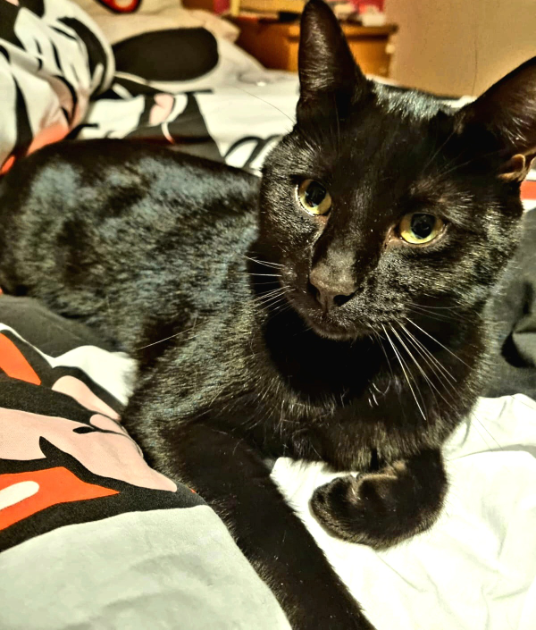 Missing Cat - Burton-in-Kendal