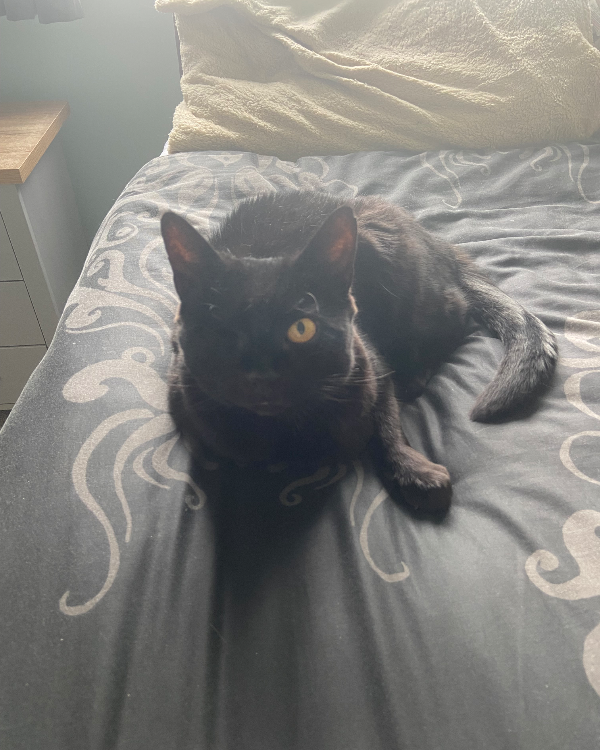 Missing Cat - West Bromwich