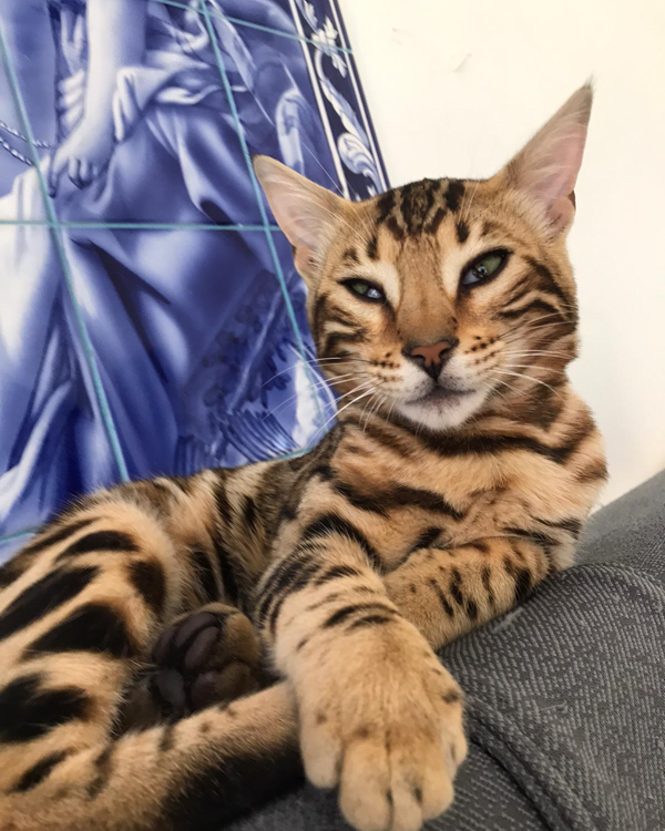 Missing Cat - Loulé