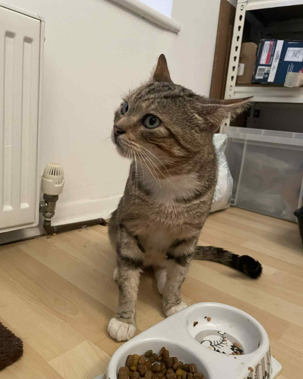 Missing Cat - Purbrook