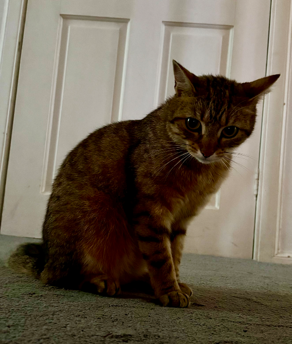 Missing Cat - Kilbarchan