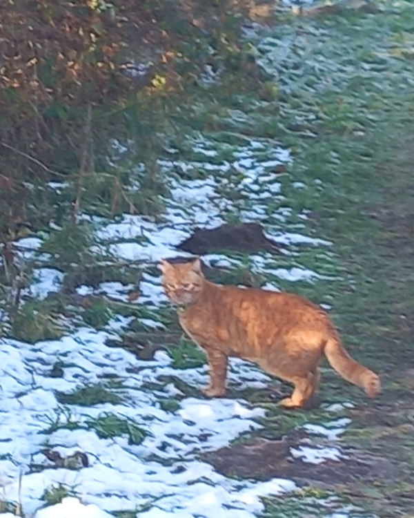 Missing Cat - Riccall