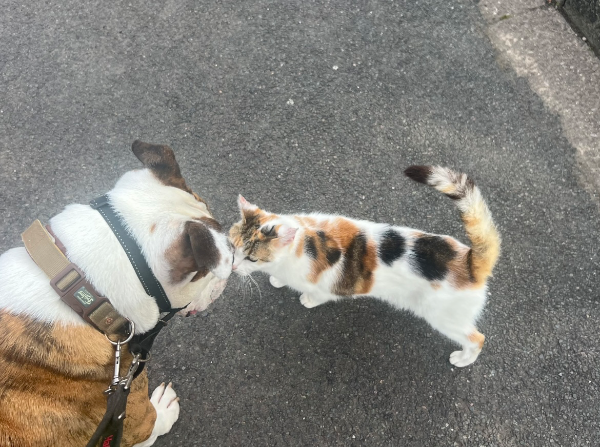 Missing Cat - Stratford-upon-Avon